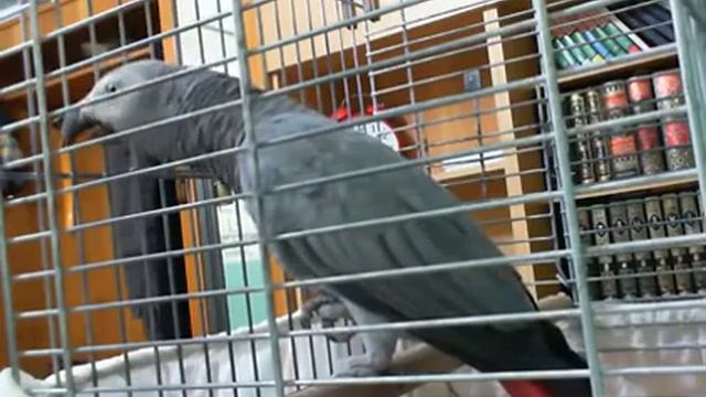 Попугай восхваляет АЛЛАХА смотреть онлайн