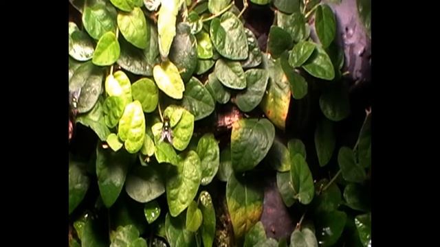 Каролинский анолис охотится. смотреть онлайн