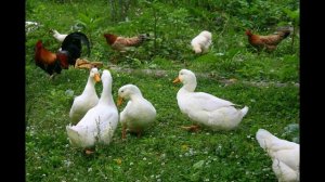 Виды домашней птицы
