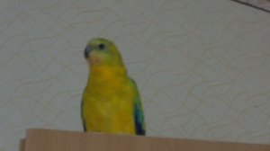 Певчий попугай Проша 5
