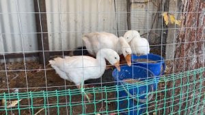 Что стало с Гусями на даче