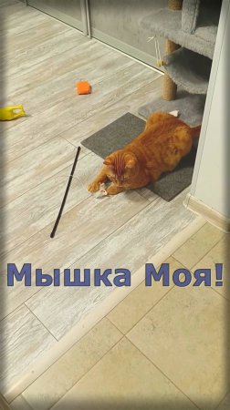 Моя Мышка! Кот Феня, он же Феникс