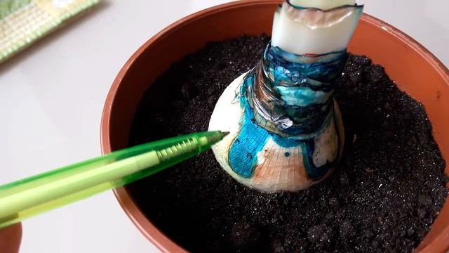 Гиппеаструм - "альбинос-белоснежка" понемногу приходит в себя смотреть онлайн