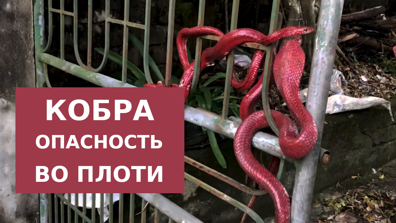 Кобра - страх во плоти смотреть онлайн