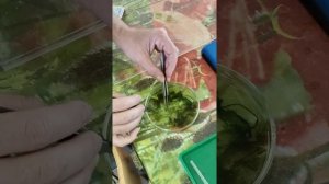 Методика приготовления временного тотального поверхностного микропрепарата листа