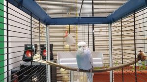 как проходит адаптация взрослого волнистого попугая