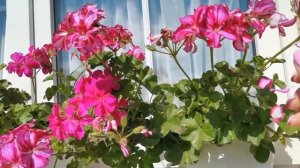 Заметки о плющелистной пеларгонии