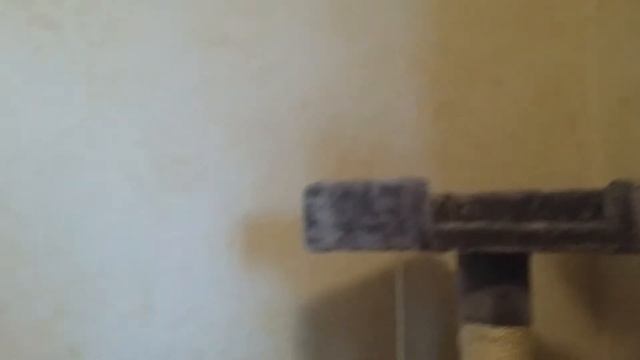 3 Months Seal Point Tabby Exotic Shorthair playing смотреть онлайн