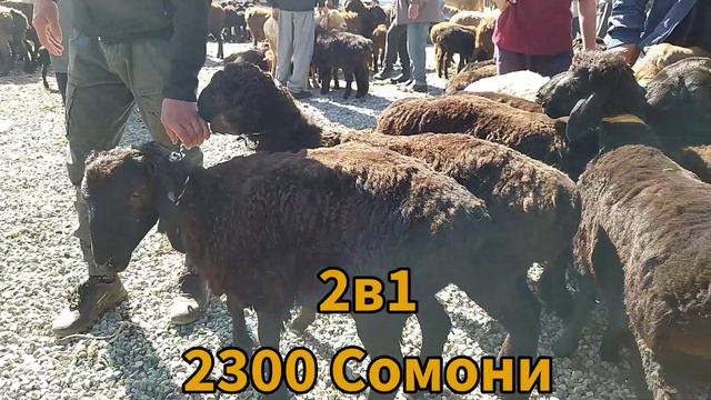 Гисарские овцы Барачахо Барои Шумо мол Бозор Регар Бозори Пахтаобод Нархои Барачахо