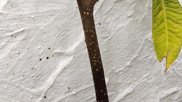 фикус ретуза Грин, бонсай смотреть онлайн