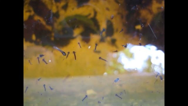 Личики комара. Куколки комара. Комар пискун смотреть онлайн