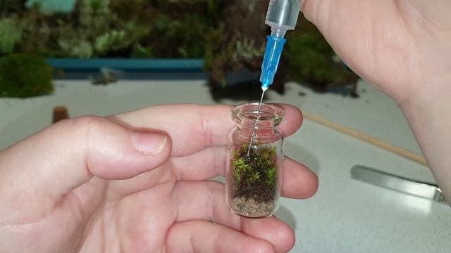 ЛЕСНОЙ ФЛОРАРИУМ ОСЕННЯЯ ПОДЕЛКА /ВЕЧНЫЙ ФЛОРАРИУМ/ЛЕС В БАНКЕ/EWIGES FLORARIUM