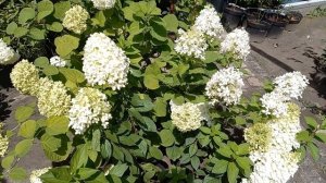 Что нужно чтобы ягоды голубики были крупные и сладкие.