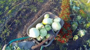 Урожай капусты.И мой ответ-на обвинения.
