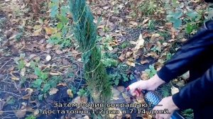 Можжевельник Блю Стар: описание, посадка и уход