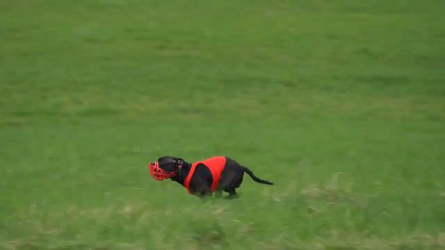 Стаффордширский бультерьер смотреть онлайн