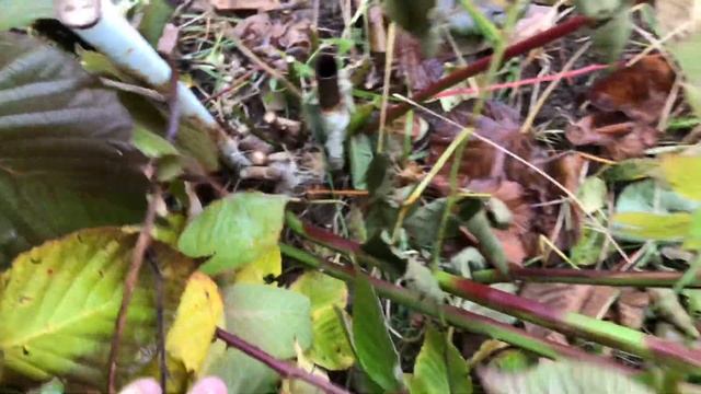 Ежевика. Укрытие на зиму , в Московской области. смотреть онлайн