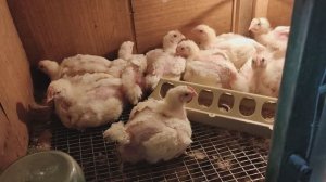 Содержание цыплят бройлеров в клетках. Огородные дела. 11052023.