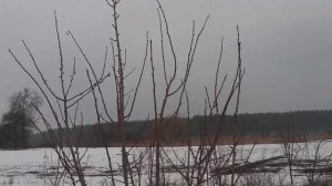 Весенняя обрезка сливы / обрезка сливового сада /