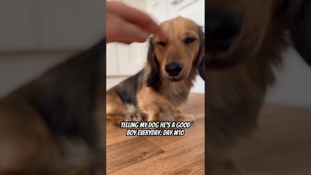 Telling my dog he’s a good boy everyday. Day 10. #puppy #dachshund #miniaturedachshund #sausagedog