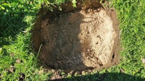 Заготовка на зиму .Состав грунта для гортензий .Самарская Лидия на болоте гибнет ,про дренаж.