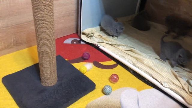 Британские котята, 1 месяц