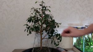 Бонсай фикус Бенджамина. Стрижка, формирование.