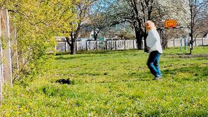 Скотч Терьер.Первая прогулка