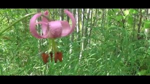 СОВЕТЫ ОТ ЛЕКАРЯ КАК ЛЕЧИТьСЯ ОСИНОЙ?