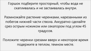 Как рассадить алоэ