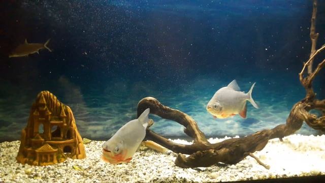 Пираньи игры (Паку) смотреть онлайн