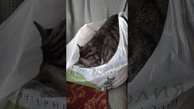 Котик Мусик