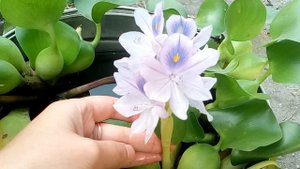 Водный гиацинт,Эйхорния #эйхорния #водныйгиацинт