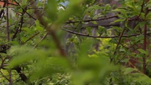 Canon EOS 650D Kit 18-55 IS II video test