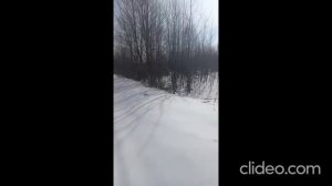 Могилевские областные состязания гончих по зайцу 11.03.2023 года,Рг "Звон"Геращенко А.И.,голос 8-4-