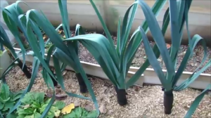 В саду 14 сентября.  Лук Порей.  Сладкий перец.