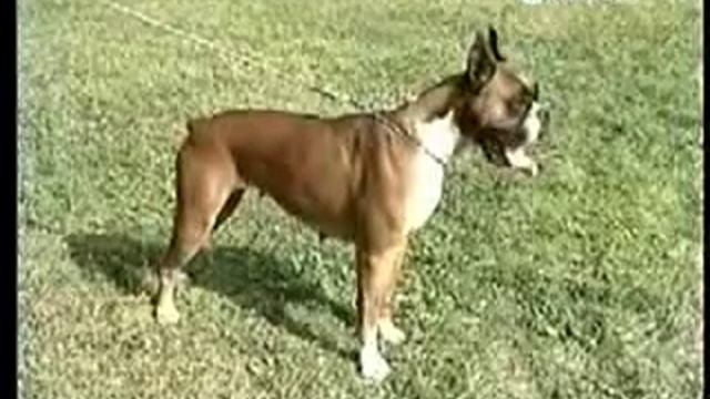 Боксер служебная собака 1 смотреть онлайн