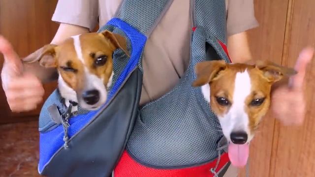 Как Выбрать Переноску Для Собаки? смотреть онлайн