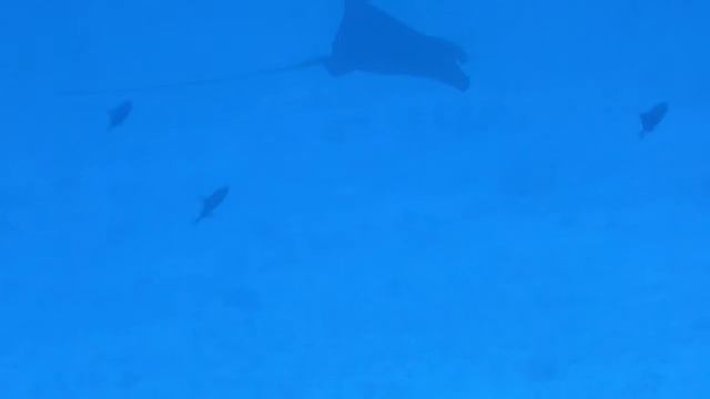 Diving Maldives (Faafu Atoll) "Spotted Eagle Ray 3"