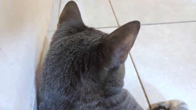 ヤマネコの血を引く子猫たちのヤマネコ度チェックをしてみたよ！ смотреть онлайн