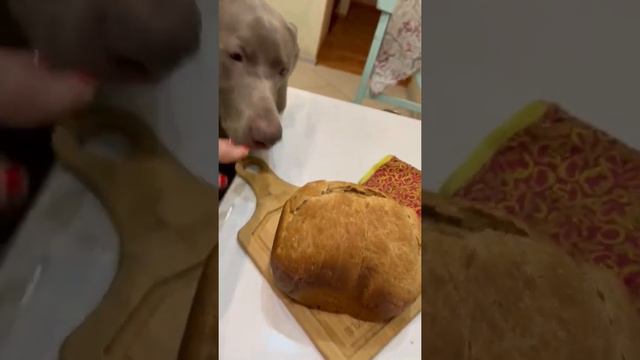 Puppy Chucha asks for bread. Weimaraner's reaction to bread/ Funny video.