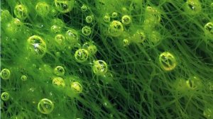 Василий Климов.  Сине зелёные водоросли