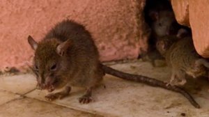 храм живых крыс в ИНДИИ