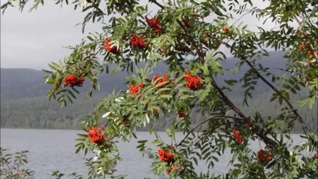 Застольная песня моих родителей.🎧Тонкая рябина. смотреть онлайн