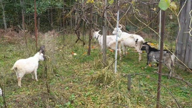 Цветет чай на даче в СТ "Чайка", Верхняя Мамедка. Козочки на даче у соседки. Лазаревское. 07.11.202 смотреть онлайн