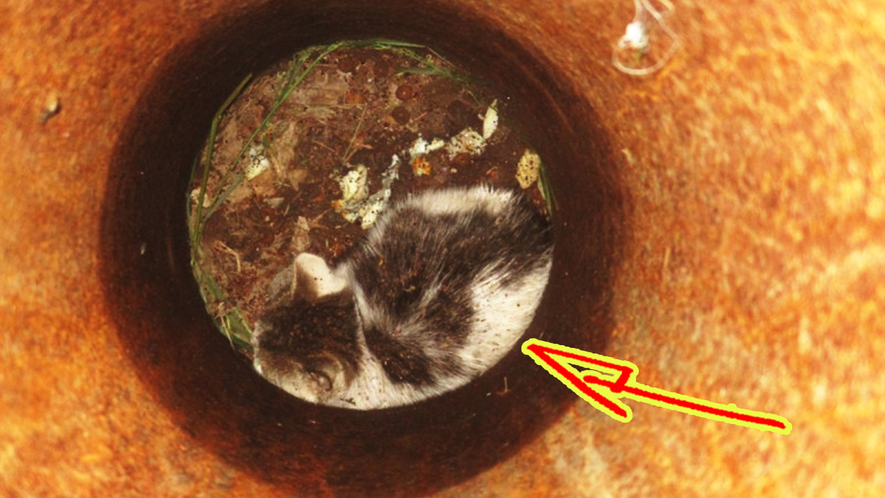 В Челябинске для спасения застрявшего котенка демонтировали фонарный столб! смотреть онлайн