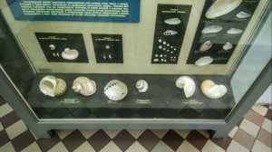 Зоологический музей в Санкт-Петербурге.