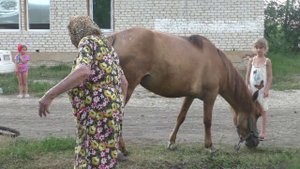 Лошади и Юлия Ивановна.