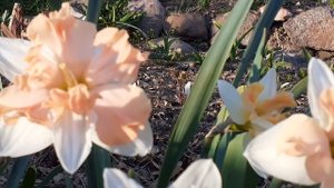 нарциссы ВАЛЬЦ