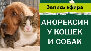 Анорексия у кошек и собак | Вебинар для ветеринаров сети клиник Котонай